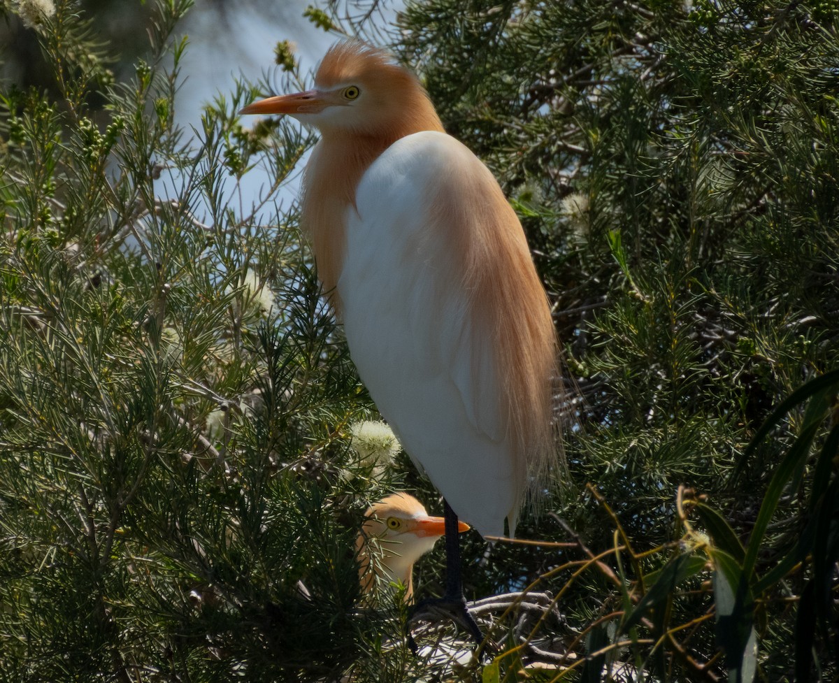 黃頭鷺 - ML644149136