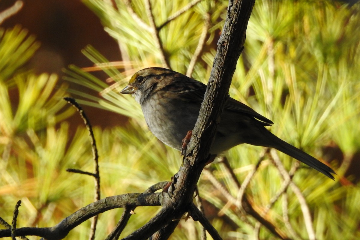 White-throated Sparrow - ML644149143