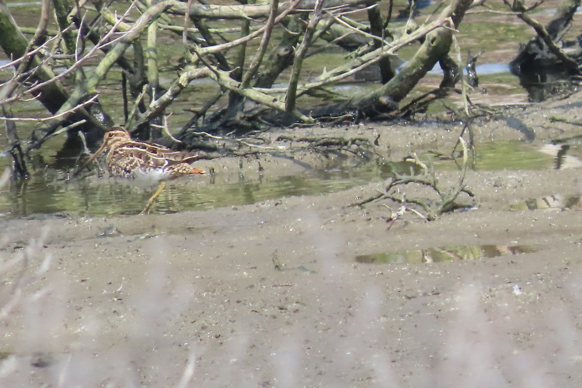 Шугуйн хараалж - ML644149147