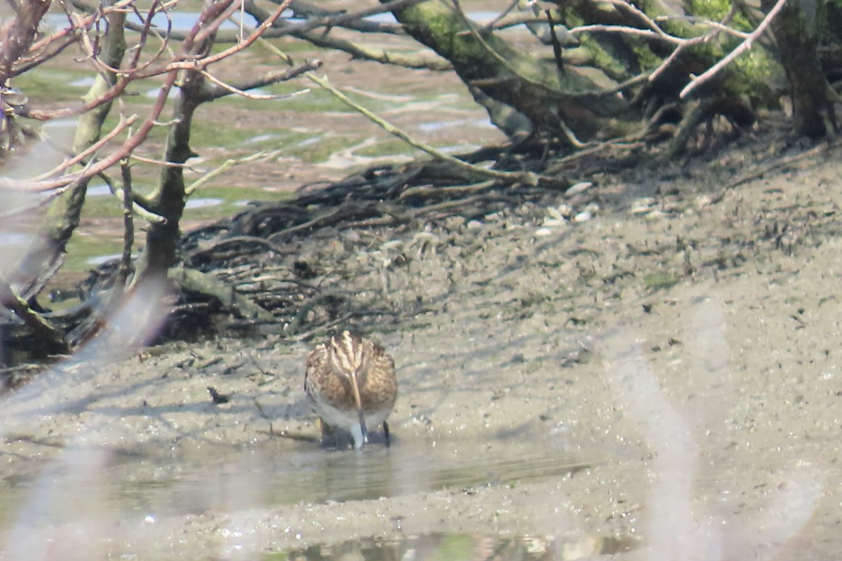 Шугуйн хараалж - ML644149148