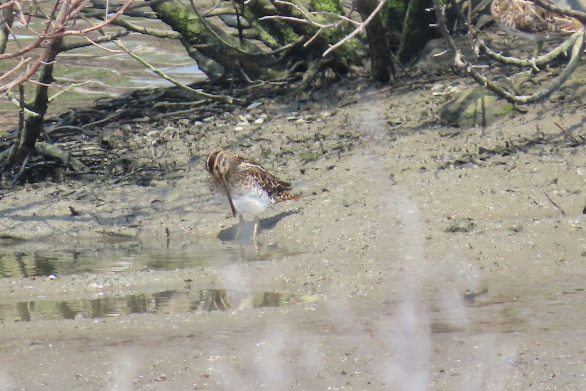 Шугуйн хараалж - ML644149149