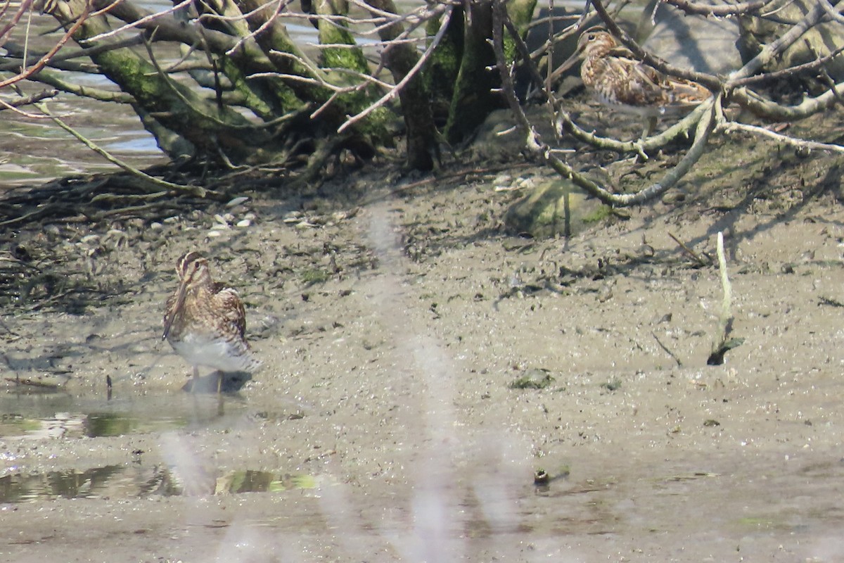 Шугуйн хараалж - ML644149150