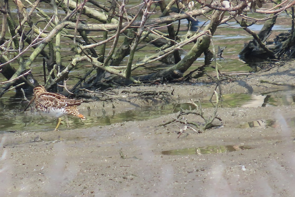 Шугуйн хараалж - ML644149151