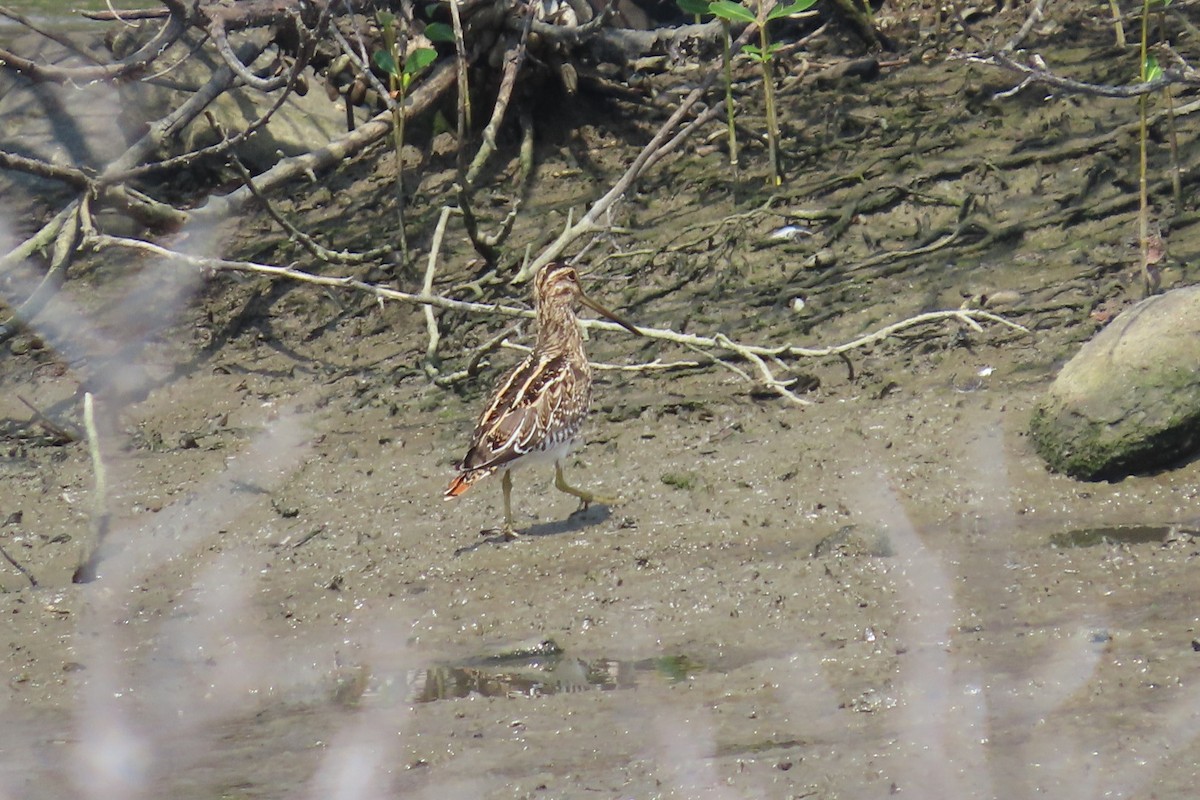 Шугуйн хараалж - ML644149152