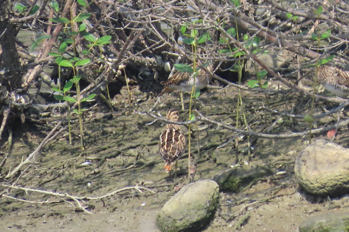 Шугуйн хараалж - ML644149153