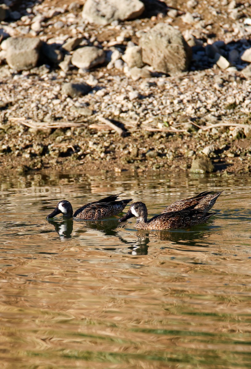 Blue-winged Teal - ML644149157