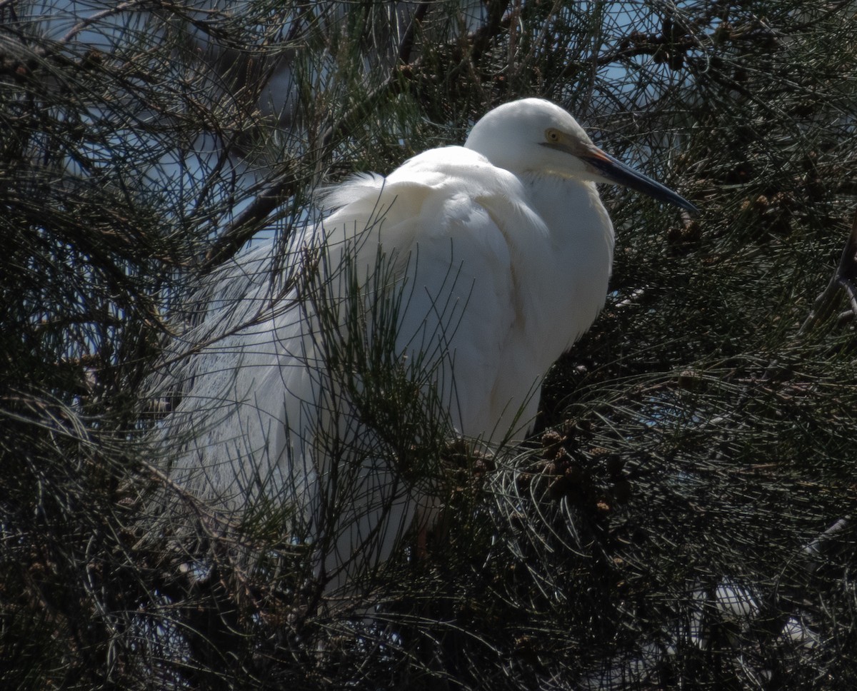 大白鷺(modesta) - ML644149169