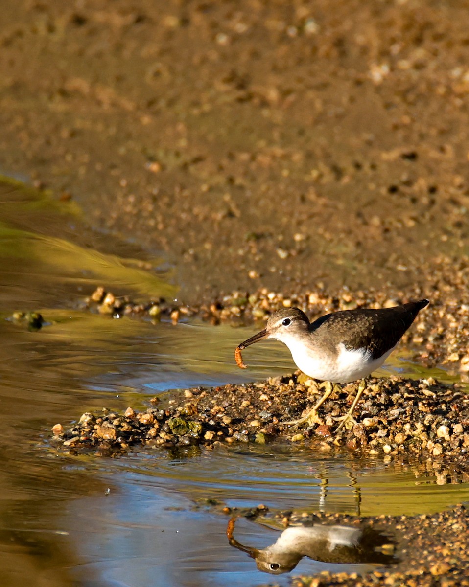 Spotted Sandpiper - ML644149182