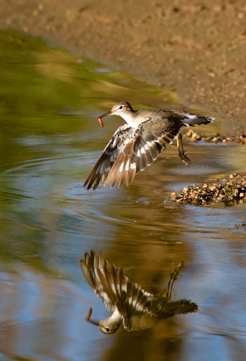 Spotted Sandpiper - ML644149183