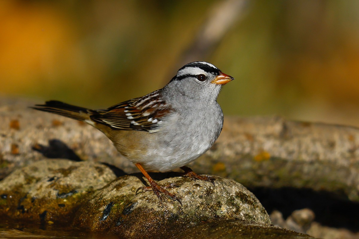 White-crowned Sparrow (Gambel's) - ML644149184