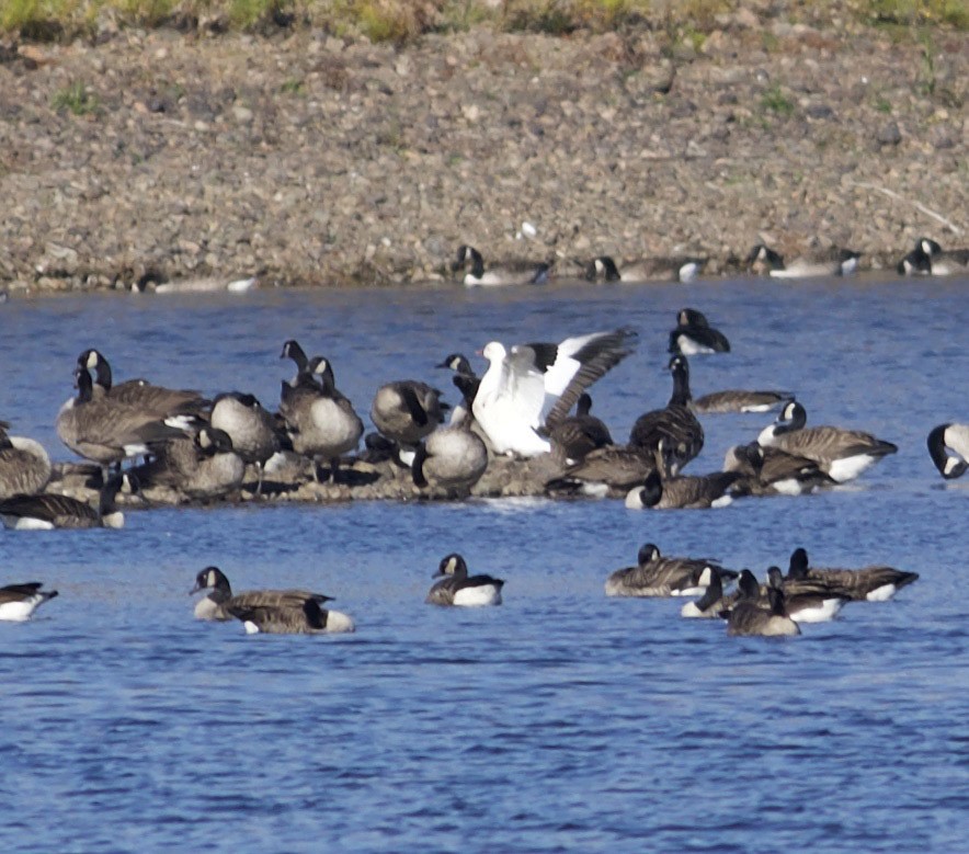 Ross's Goose - ML644149195
