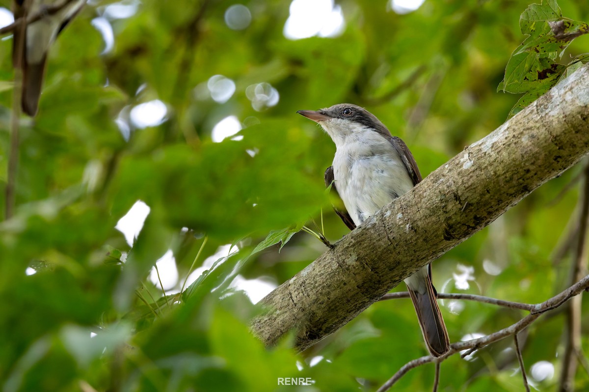 Large Woodshrike - ML644149196