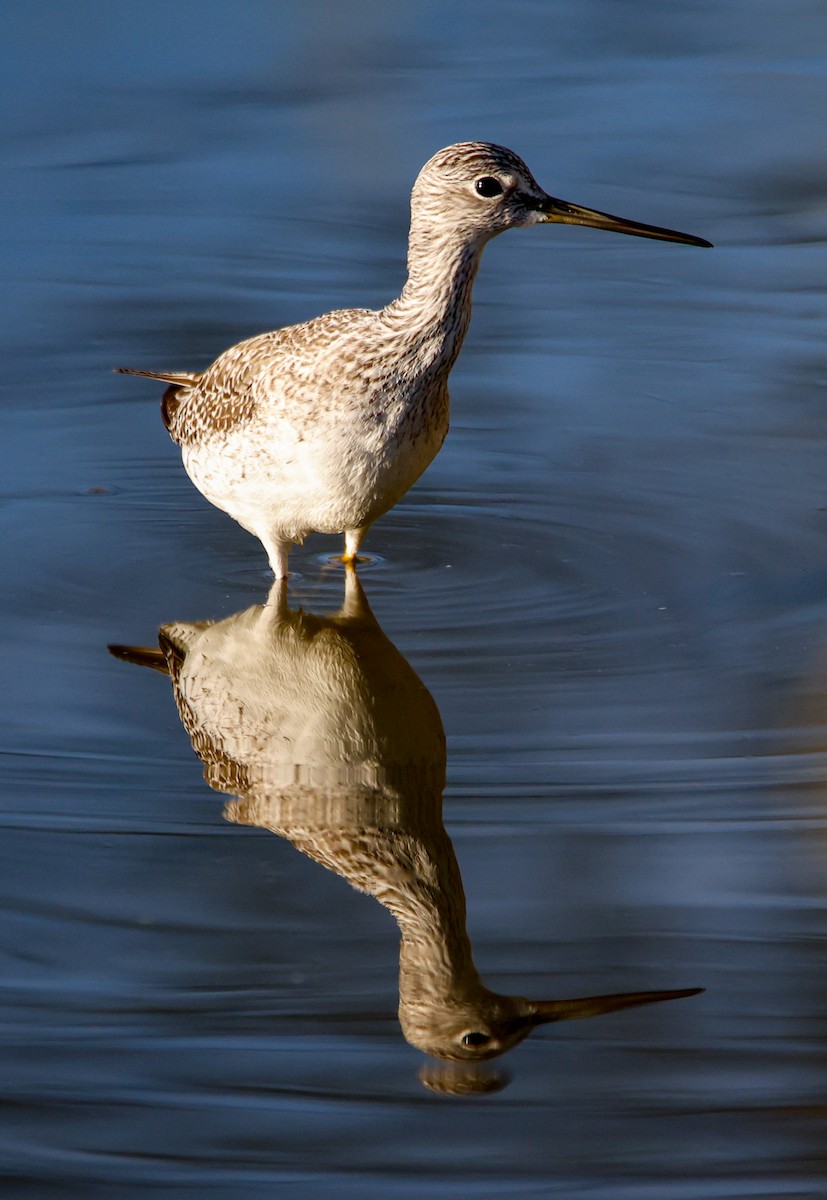Greater Yellowlegs - ML644149197