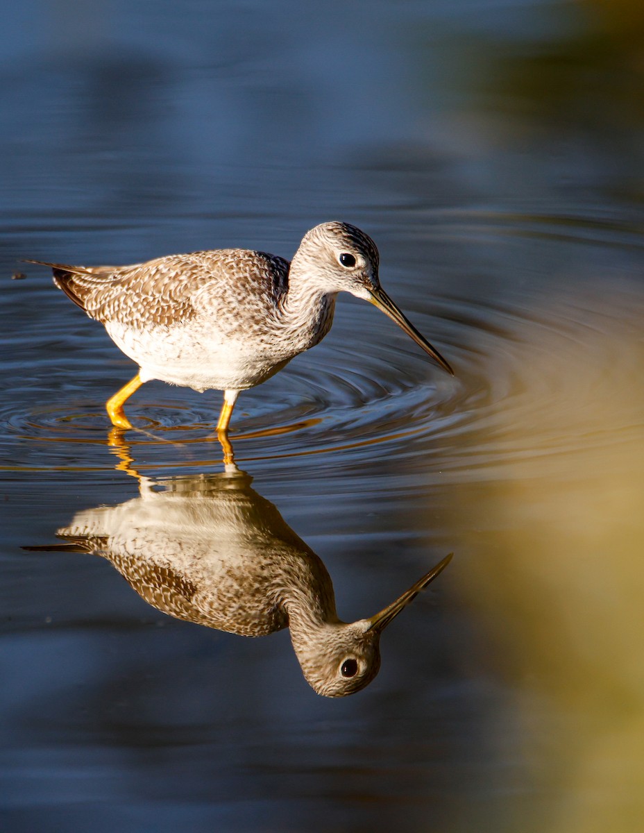 Greater Yellowlegs - ML644149198