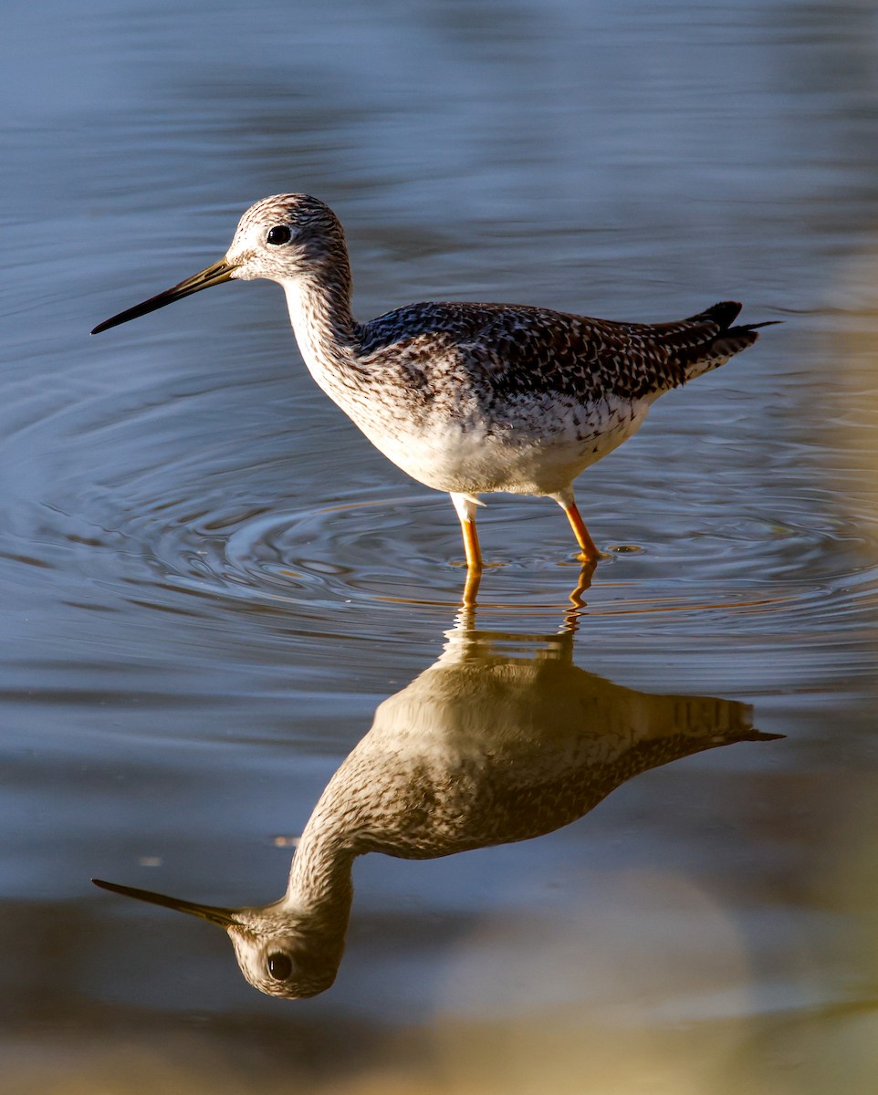 Greater Yellowlegs - ML644149199