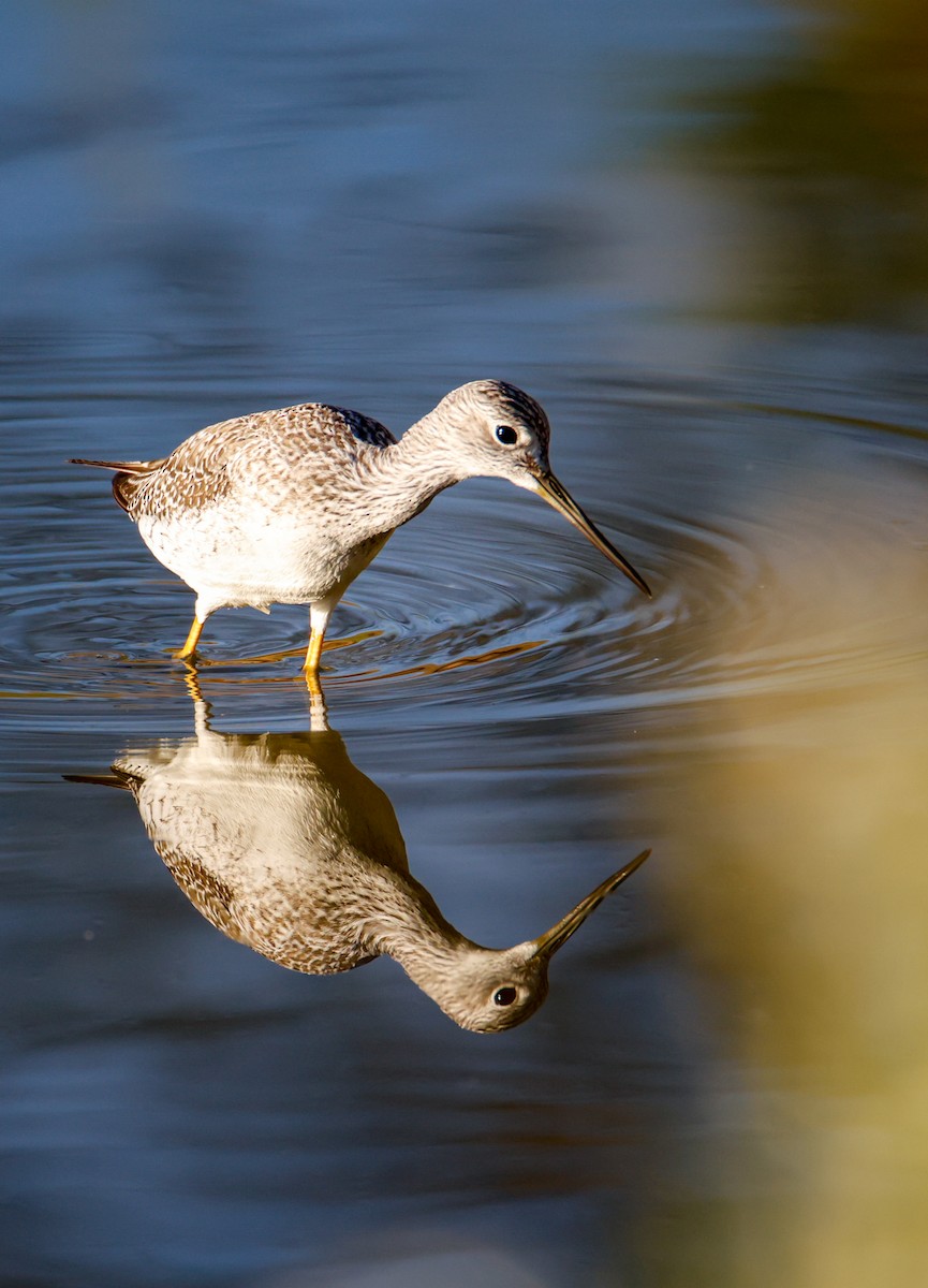 Greater Yellowlegs - ML644149200