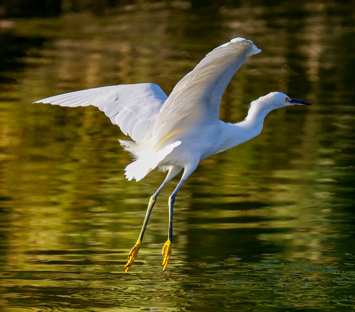 Snowy Egret - ML644149220