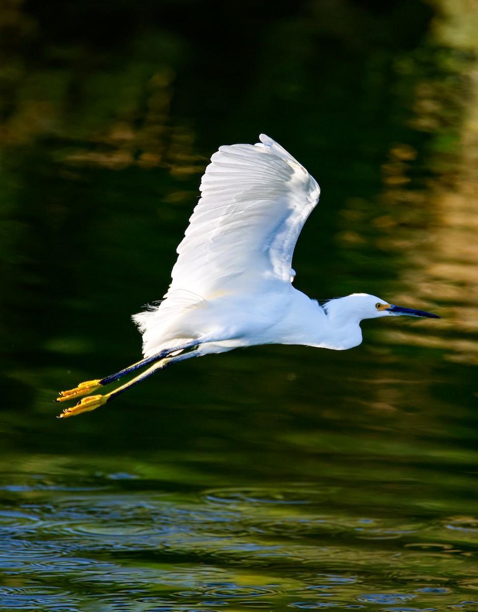 Snowy Egret - ML644149222