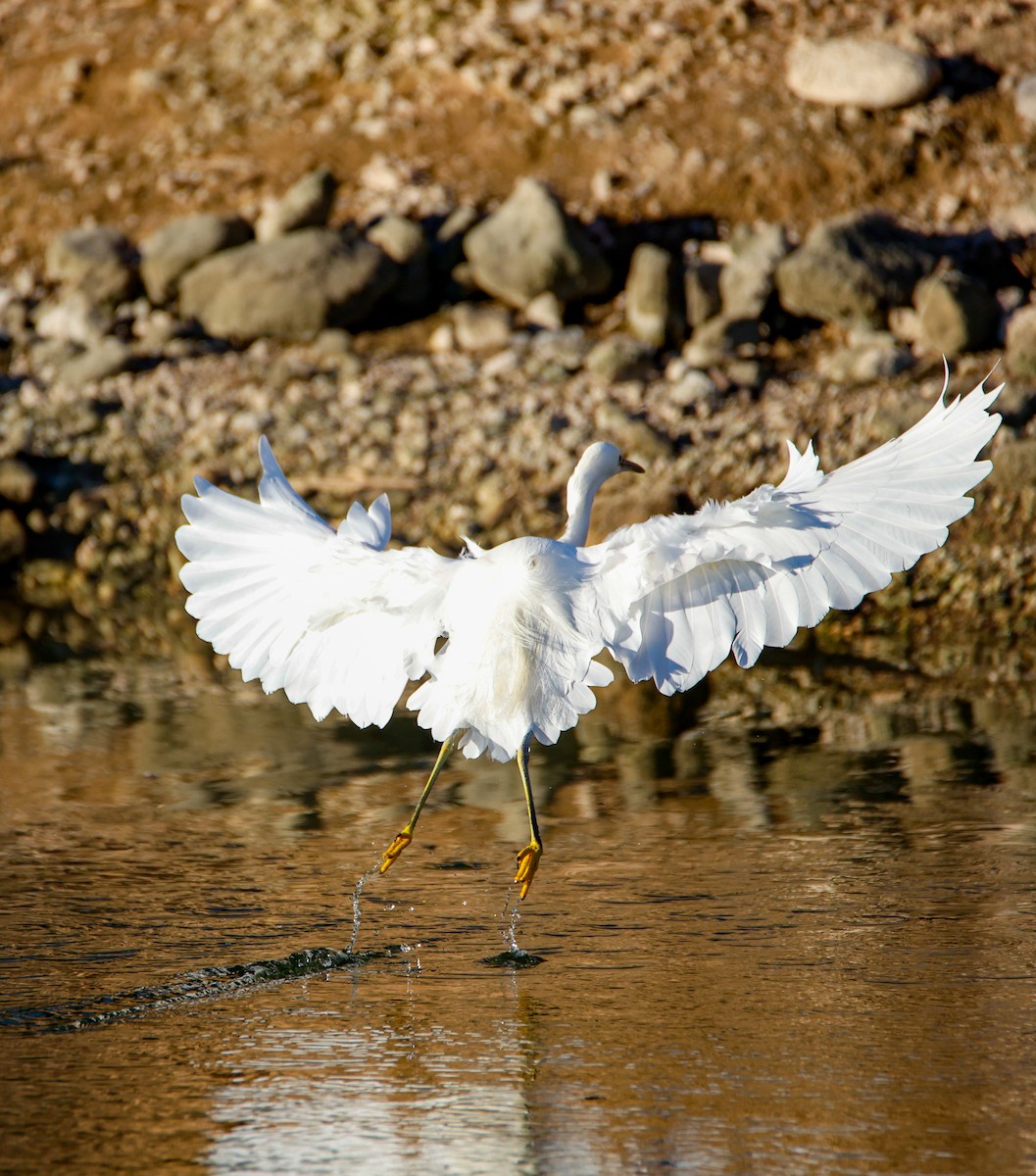 Snowy Egret - ML644149227