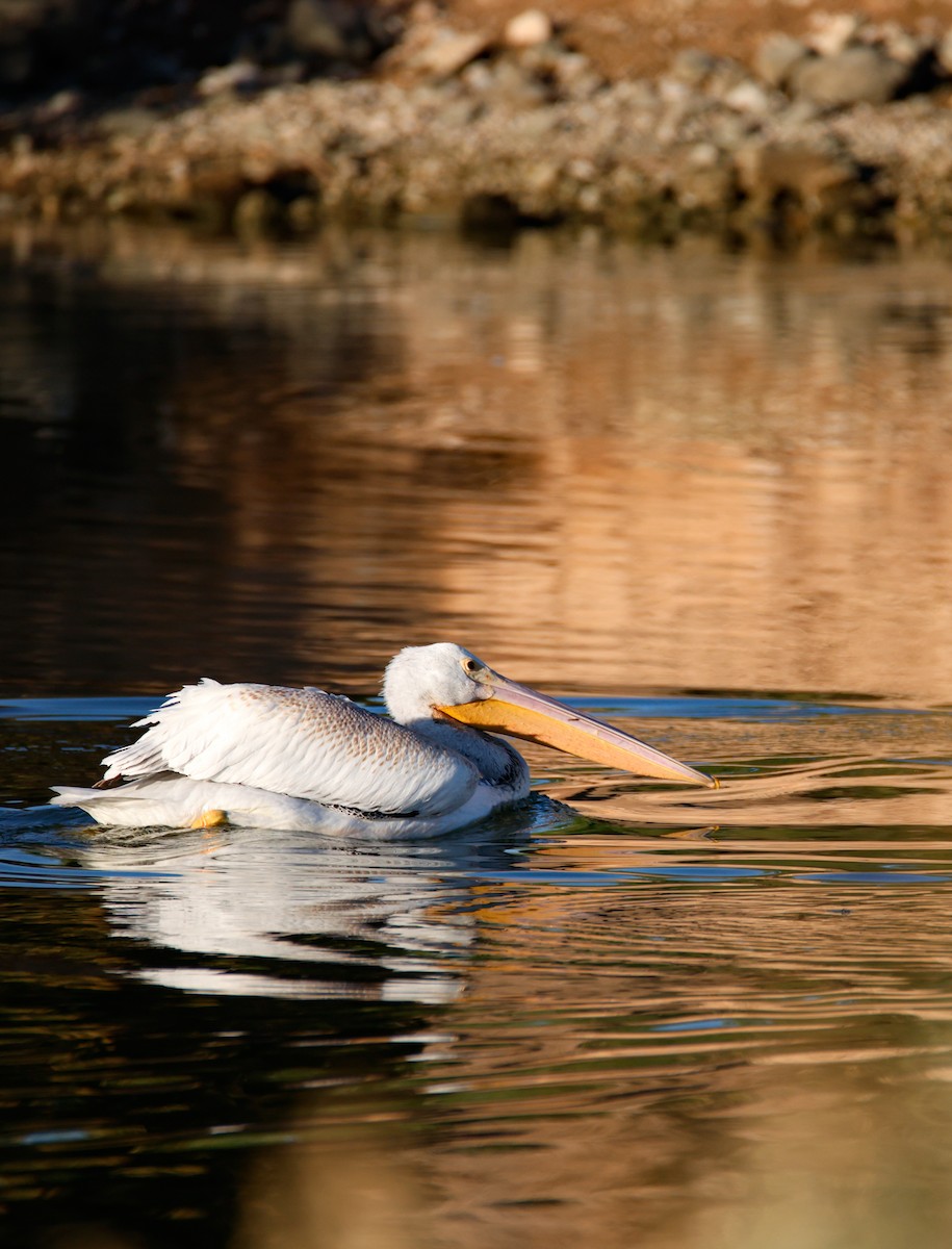 American White Pelican - ML644149240