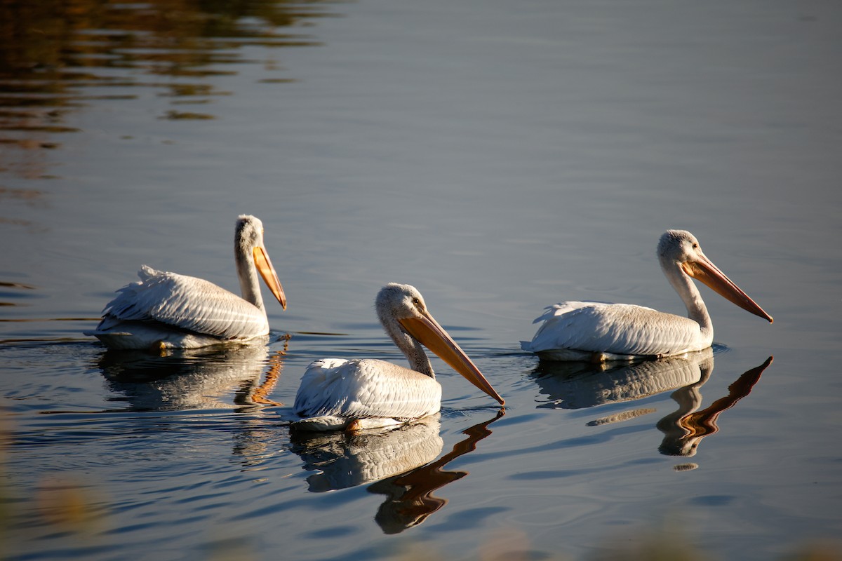 American White Pelican - ML644149241