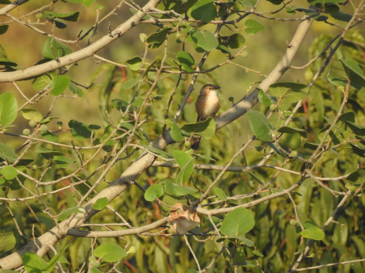 スジカブリヤブチメドリ - ML644149242