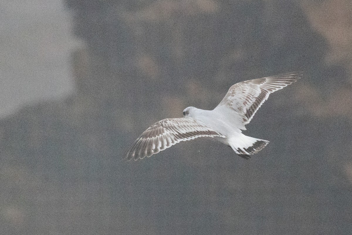 ニシズグロカモメ - ML644149249