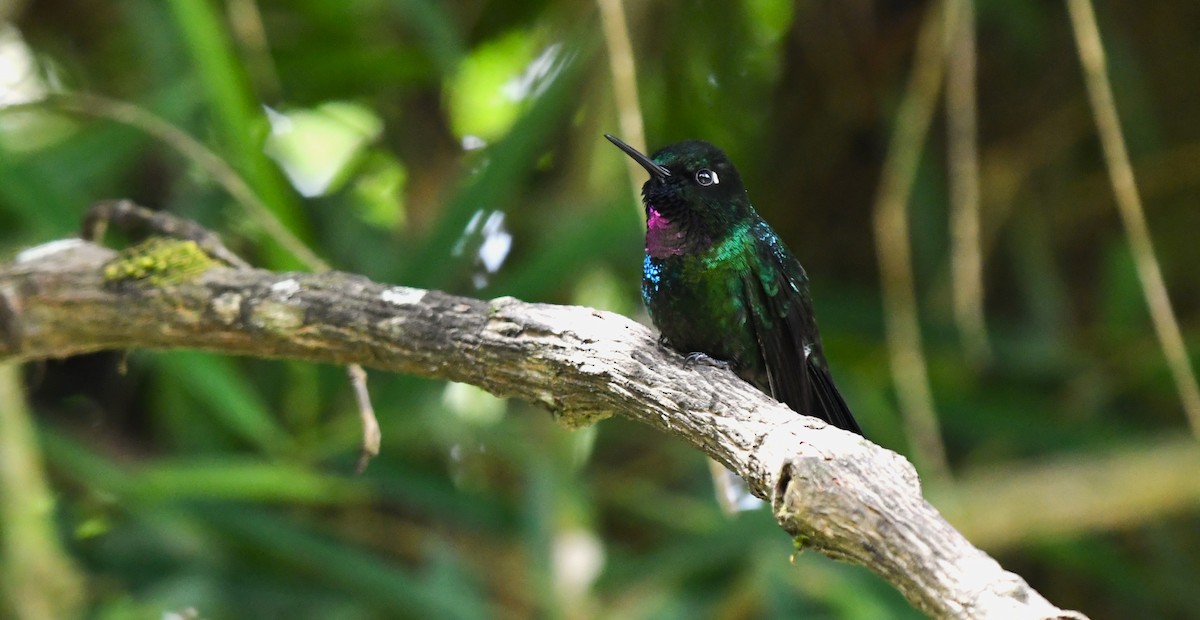 Tourmaline Sunangel - ML644149251