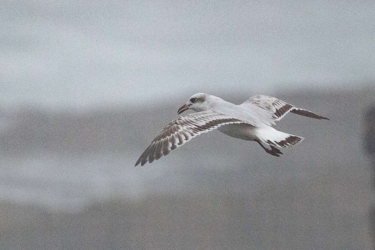 ニシズグロカモメ - ML644149252