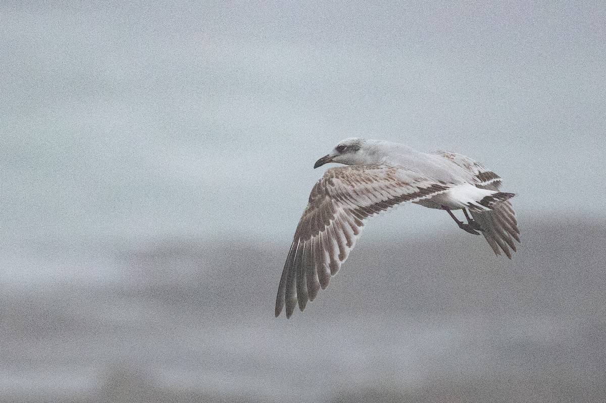 ニシズグロカモメ - ML644149258