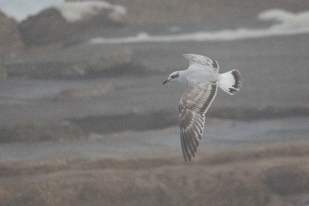 ニシズグロカモメ - ML644149263