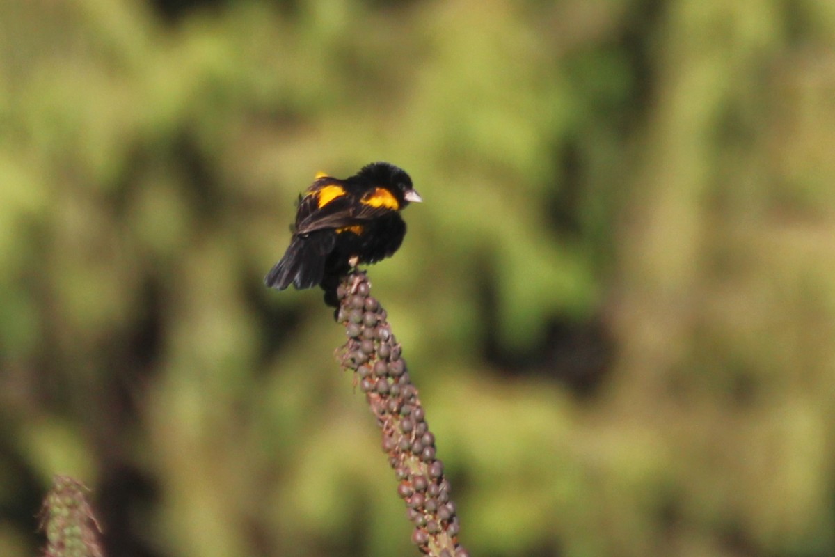 Yellow Bishop - ML644149264