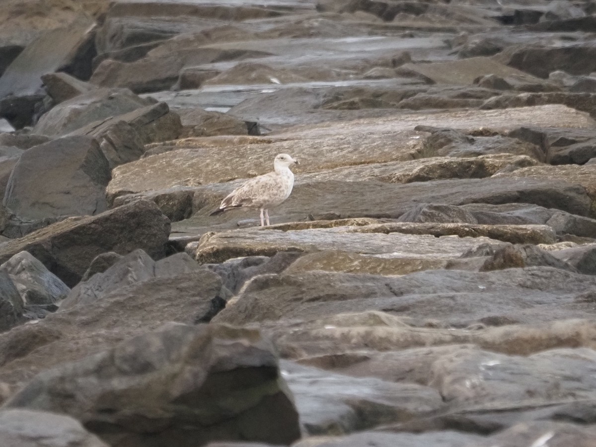 Ring-billed Gull - ML644149273