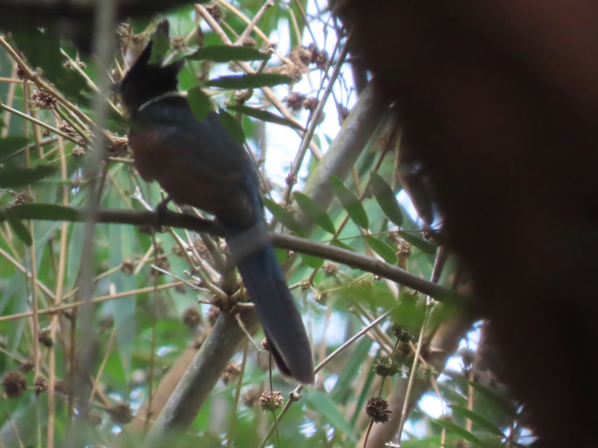 kukačka hnědokřídlá - ML644149276