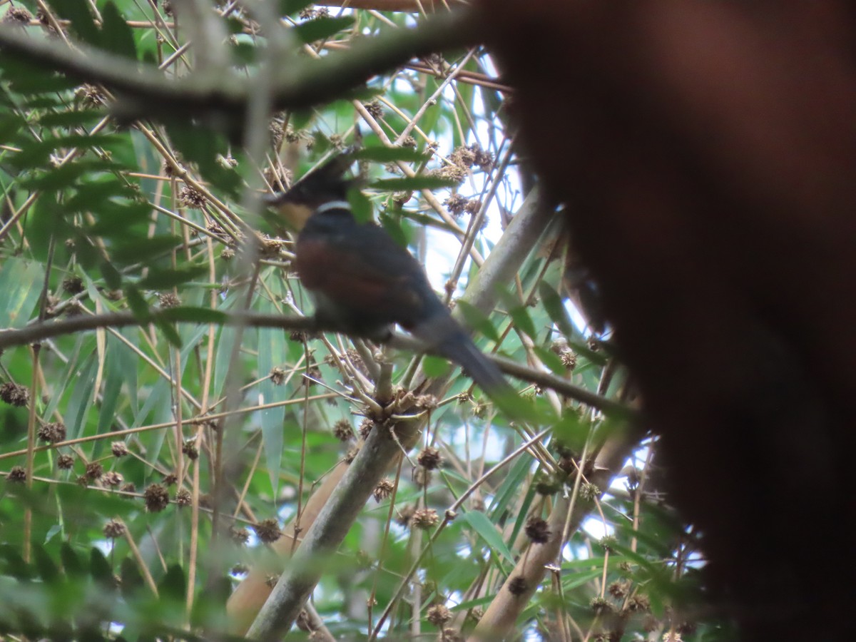 kukačka hnědokřídlá - ML644149277