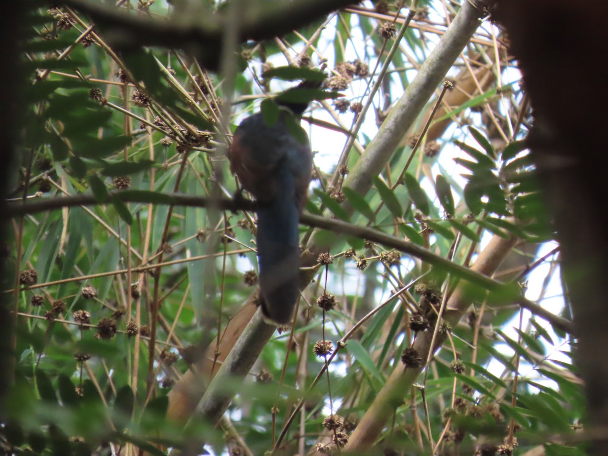 kukačka hnědokřídlá - ML644149278