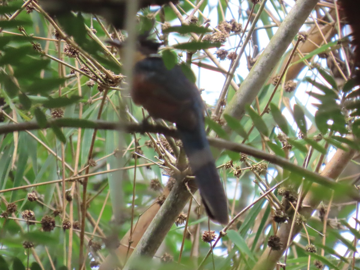 kukačka hnědokřídlá - ML644149279