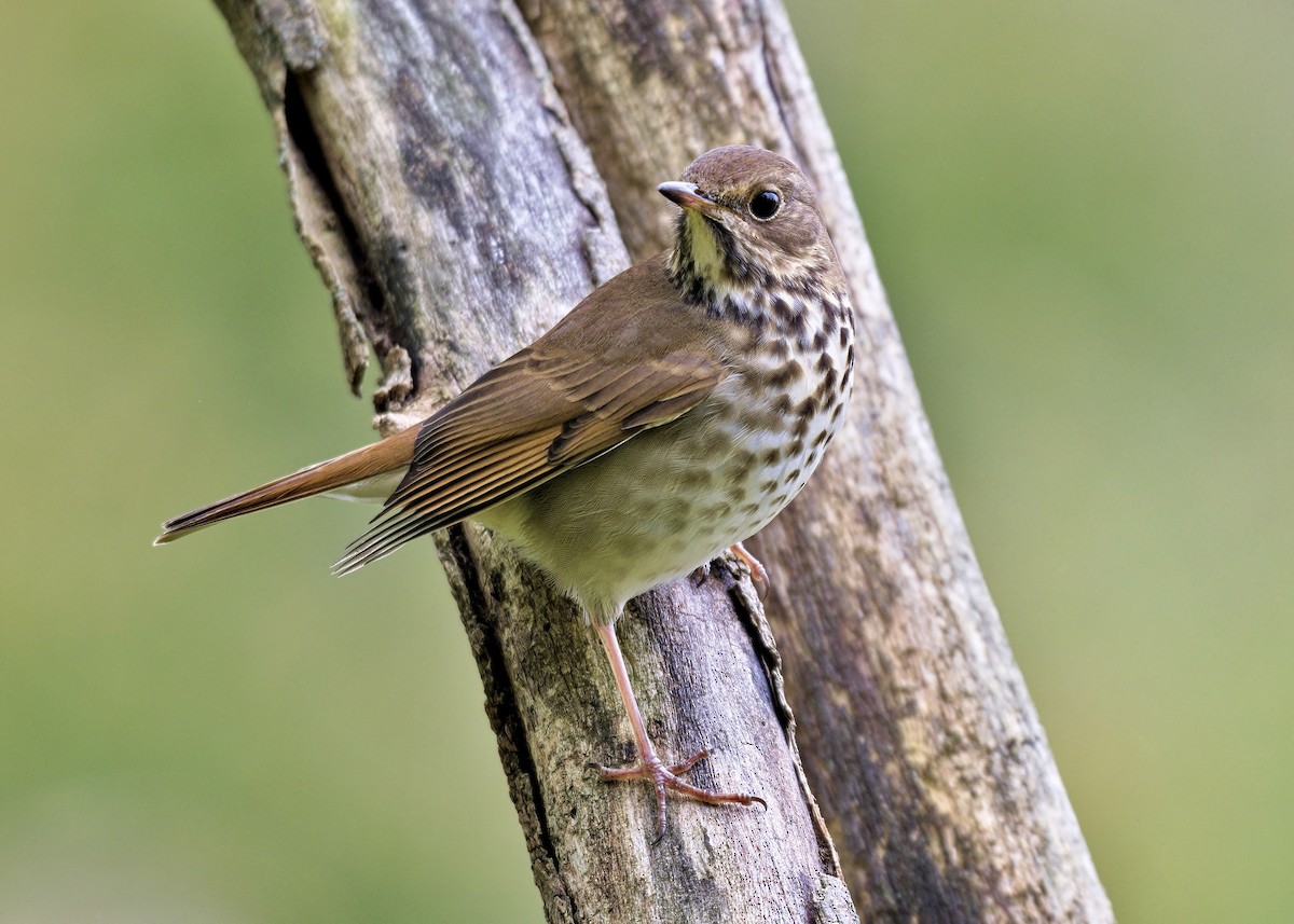 Hermit Thrush - ML644149286
