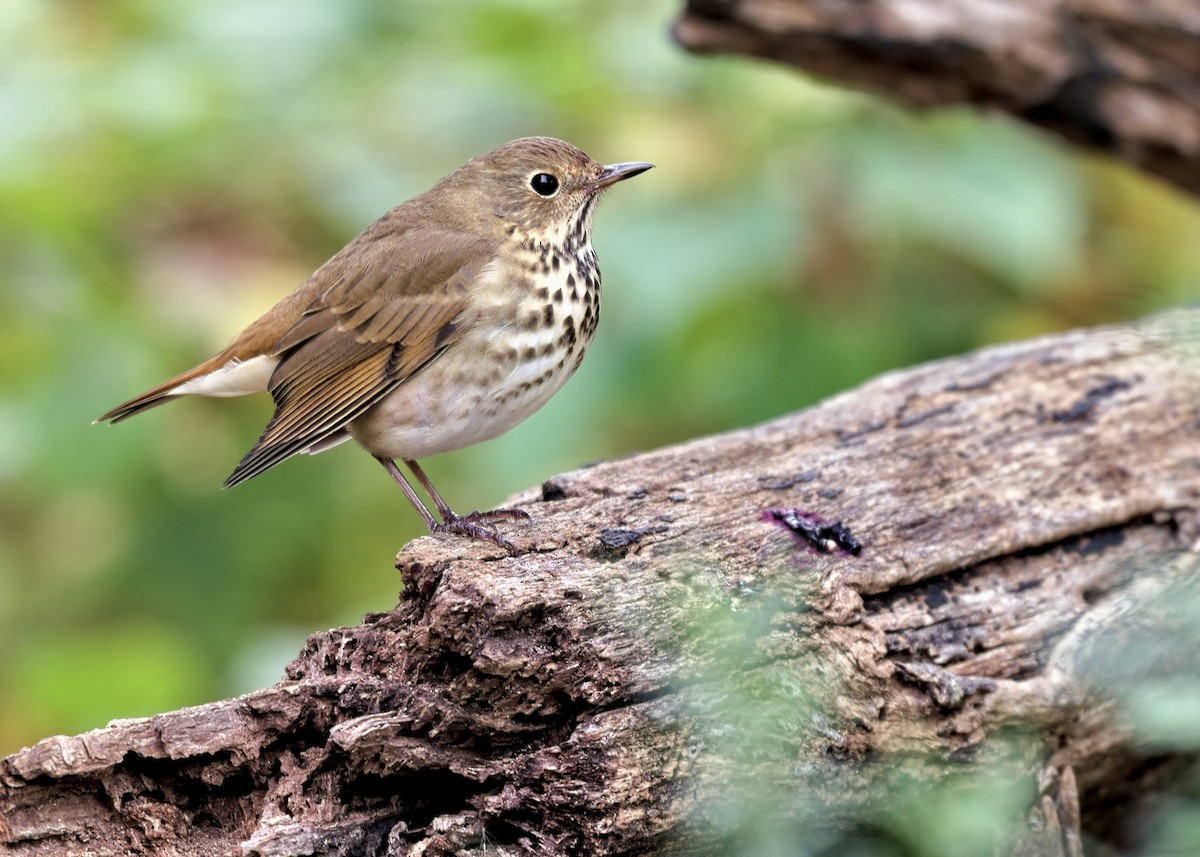 Hermit Thrush - ML644149287