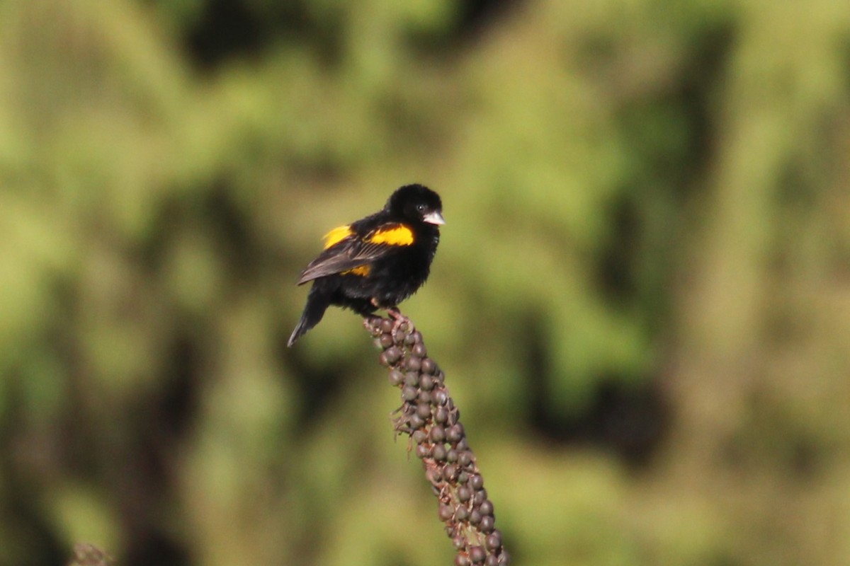 Yellow Bishop - ML644149300