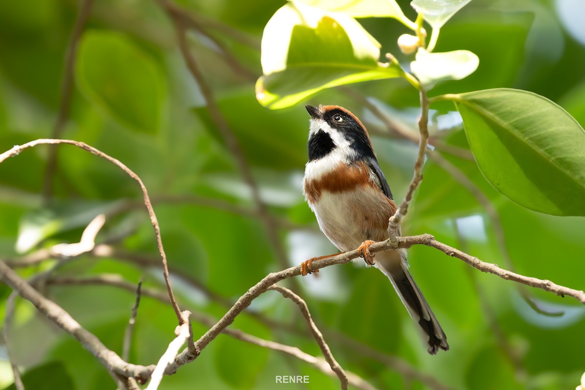 Black-throated Tit - ML644149301