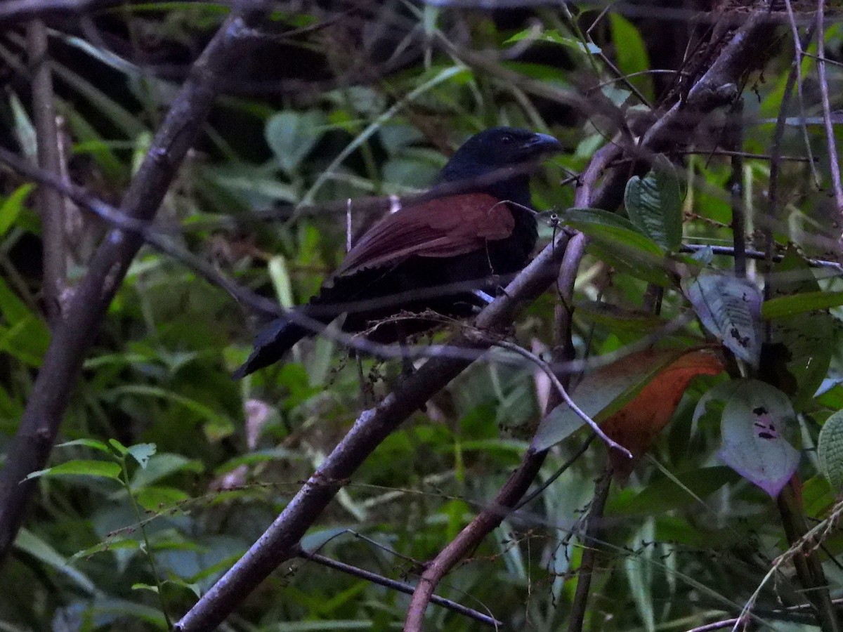 Malagasy Coucal - ML644149302