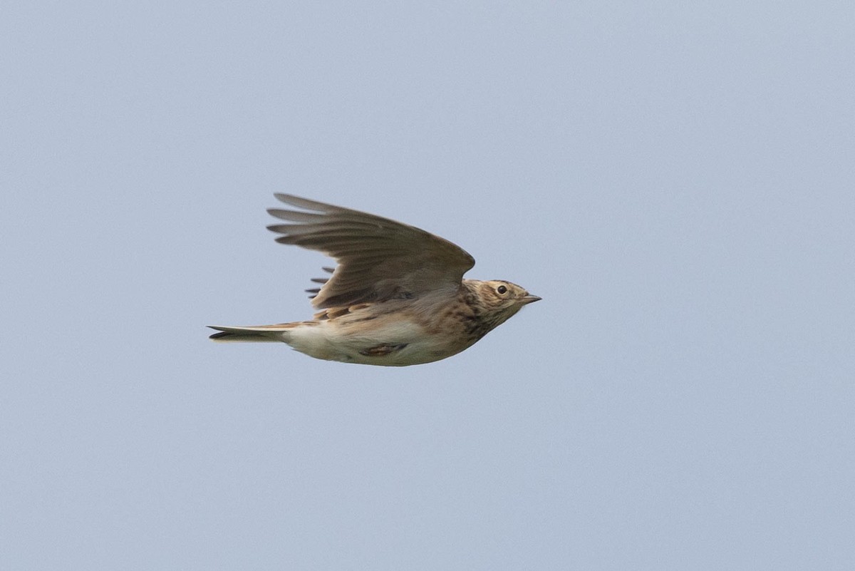 Eurasian Skylark - ML644149308