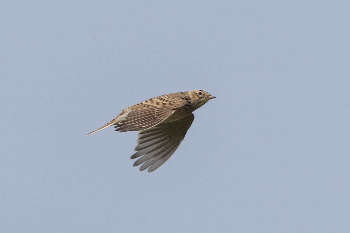 Eurasian Skylark - ML644149309