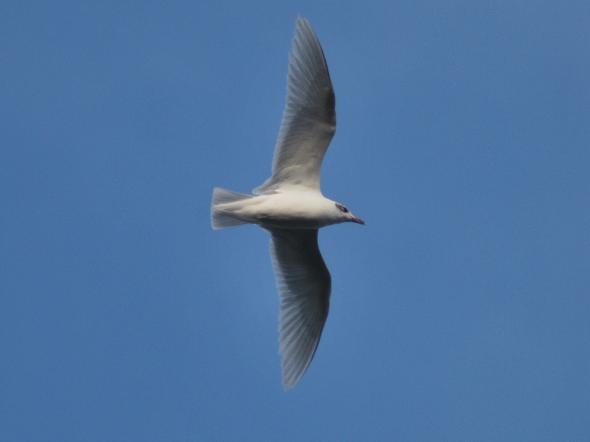 ニシズグロカモメ - ML644149310