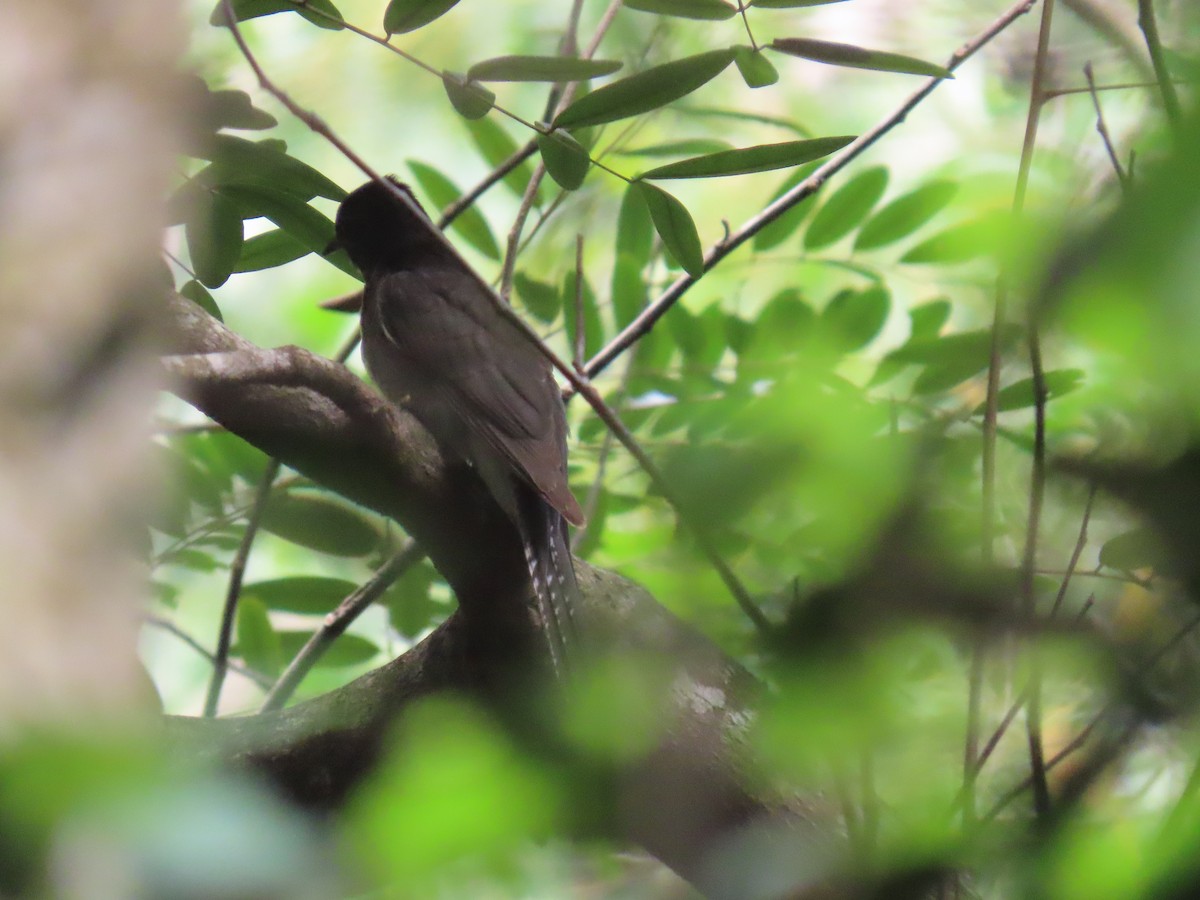 Gray-bellied Cuckoo - ML644149313