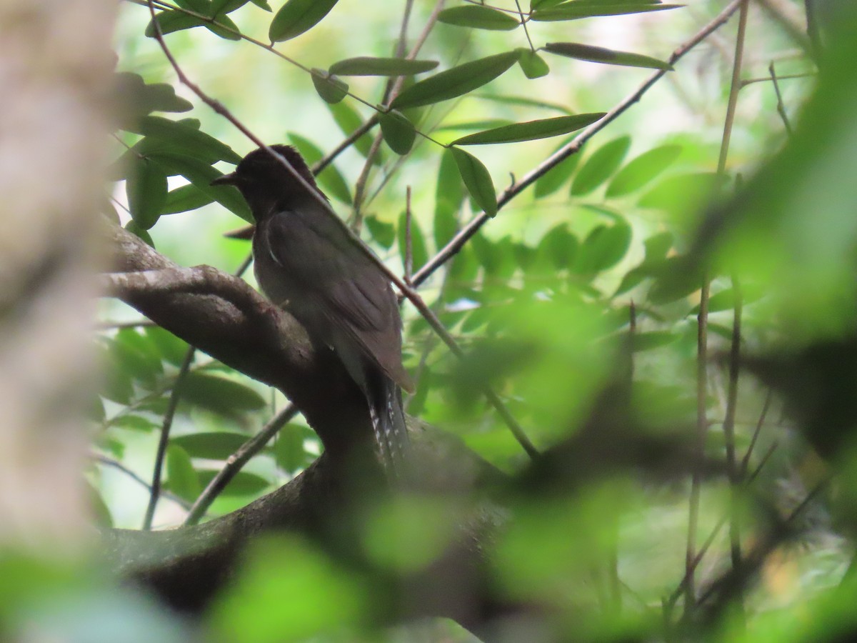 Gray-bellied Cuckoo - ML644149314