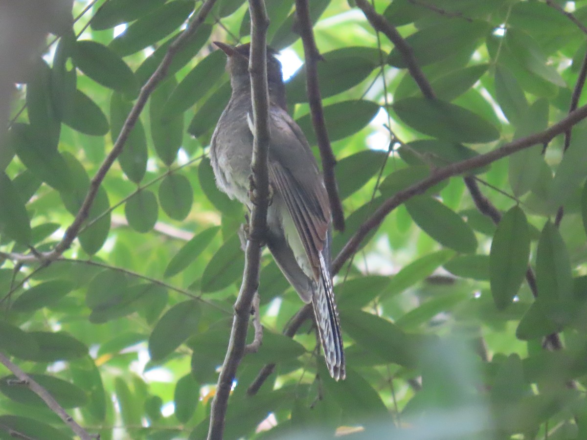 Gray-bellied Cuckoo - ML644149315