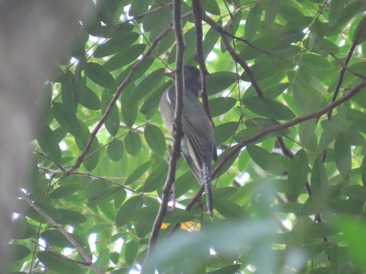 Gray-bellied Cuckoo - ML644149316