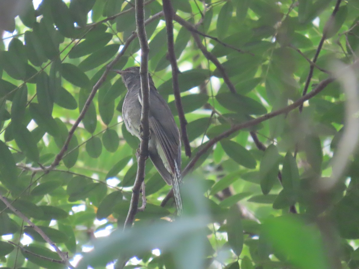 Gray-bellied Cuckoo - ML644149317